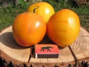 Coeur de boeuf bicolor