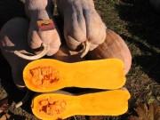 ����� Butternut rugosa