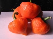 Леся оранжевая