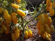 ��������� ����